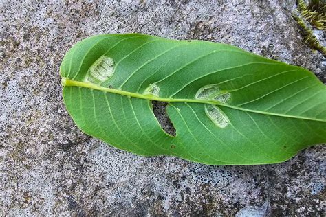 Ilustrácia antraknózy na listoch orecha