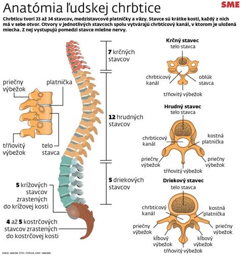 Anatómia chrbtice a medzistavcové platničky