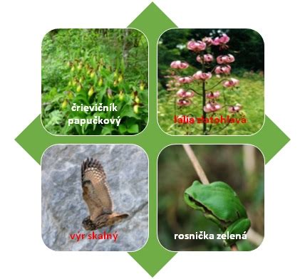 Charakteristická flóra a fauna Národnej prírodnej rezervácie Čabraď