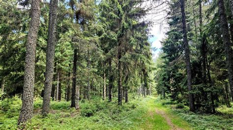 Fotografia prírodného okolia Devínskej cesty - lesy Malých Karpát