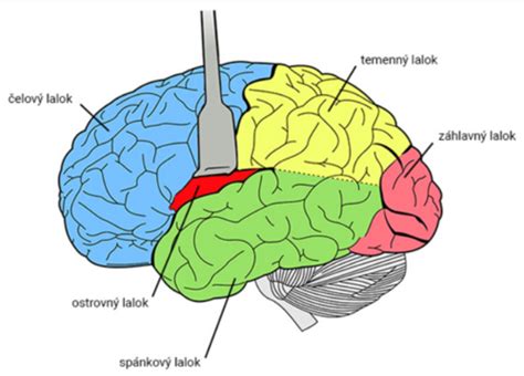 Schéma mozgových komôr