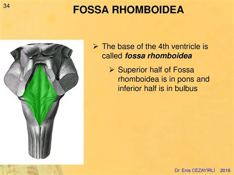 Detailná schéma fossa rhomboidea