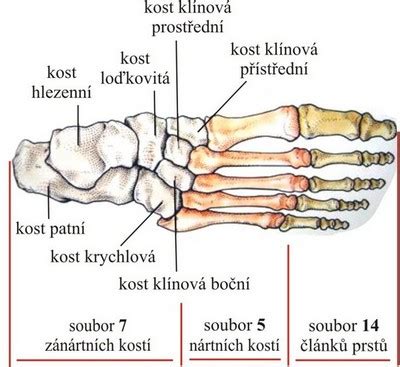 anatómia klenby nohy a jej deformácie