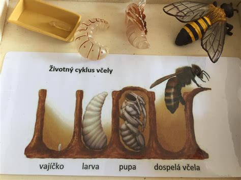 Detailné zobrazenie včely, osy a komára