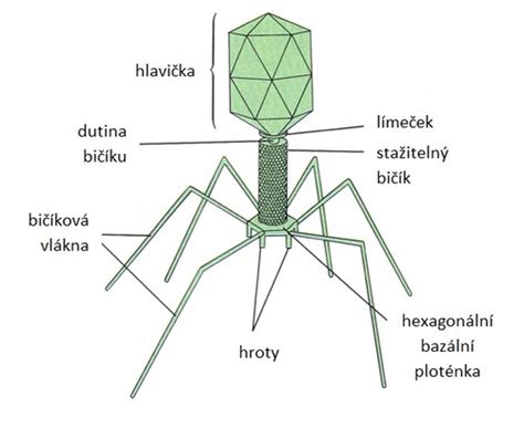 Reštrikčná mapa bakteriofága lambda s lokusom fytázy