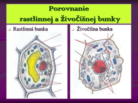 Schéma bunkovej štruktúry striekanej peny (otvorené vs. uzavreté bunky)