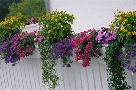Rastliny vhodné na tienistý balkón