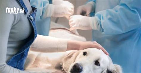 Pes darujúci krv na veterinárnej klinike
