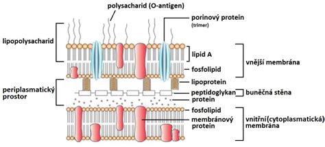 Schéma funkcie inteligentnej parotesnej membrány