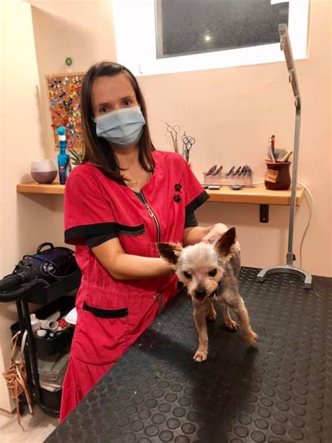 profesionálne psie kaderníctvo