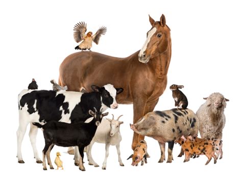 Infografika o dôležitosti dostatočného príjmu vody pre hospodárske zvieratá