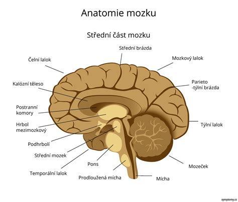Schéma podomietkového telesa v stene s vyznačenými skrytými časťami
