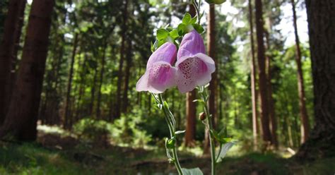 Strom Teak v jeho prirodzenom prostredí
