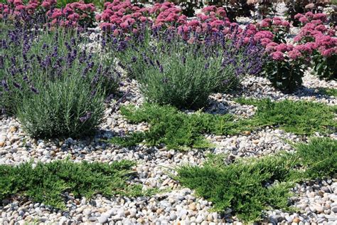 Štrkový záhon s levanduľou