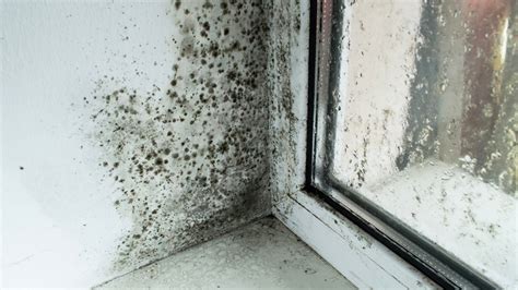 Fasáda s plesňou alebo riasou ako dôsledok zlého výberu