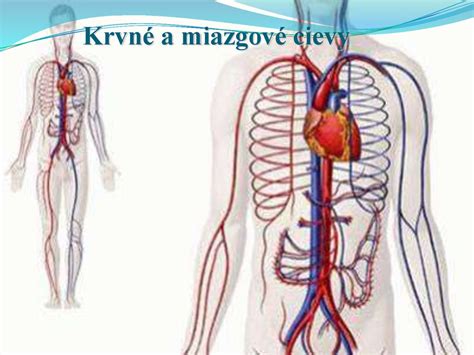 Schéma pôsobenia tepla na krvné cievy a prietok krvi