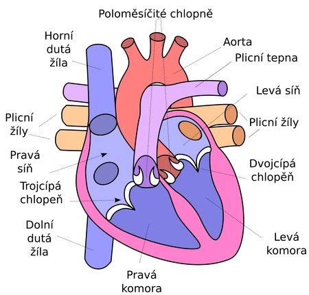 Detailná schéma pľúc s vyznačenými alveolami