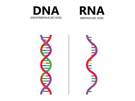 Porovnanie metód purifikácie DNA (silikagélová vs. magnetická)