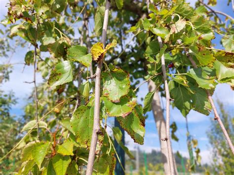 Zber a sušenie listov moruše