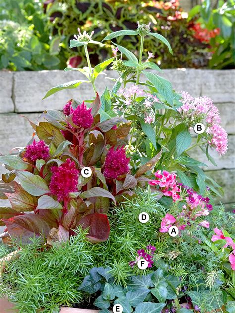 Kombinovaná výsadba v záhrade