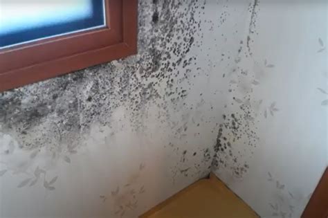 Plesne na špalete okna