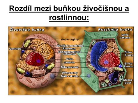 Základné rozdiely medzi tenkovrstvovou a hrubovrstvovou lazúrou