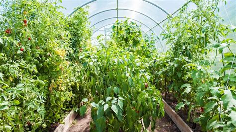 Teplovodné ohrievače v skleníku