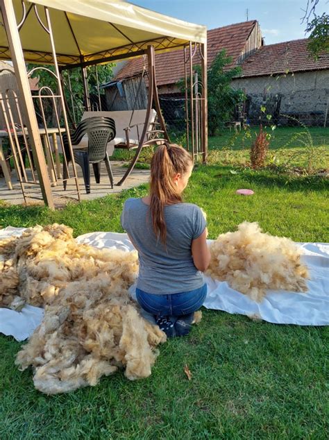 Spracovanie ovčej vlny na izolačný materiál