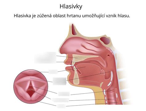 Zápal hrtanu a hlasivky