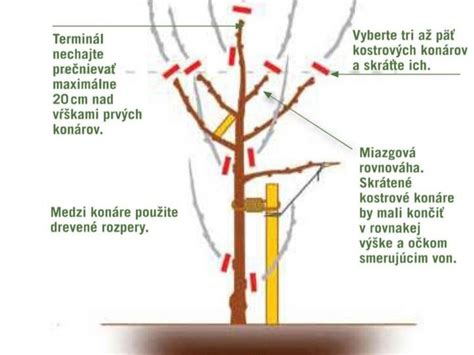 Ilustrácia správneho a nesprávneho prerezávania ovocných stromov