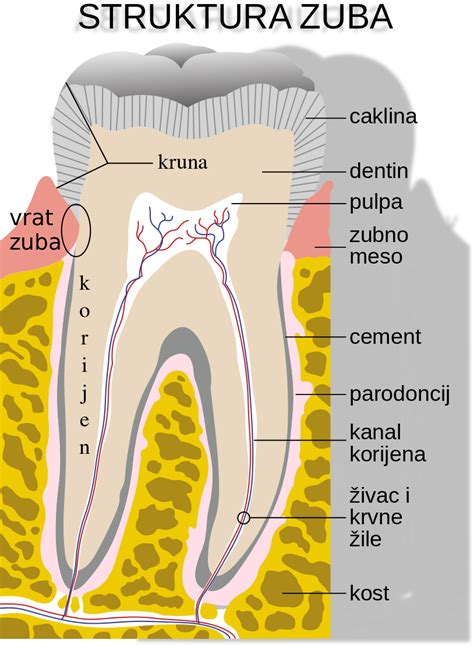 Štruktúra zuba na reznom kotúči