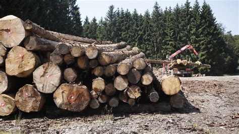 Ťažba dreva v slovenských lesoch