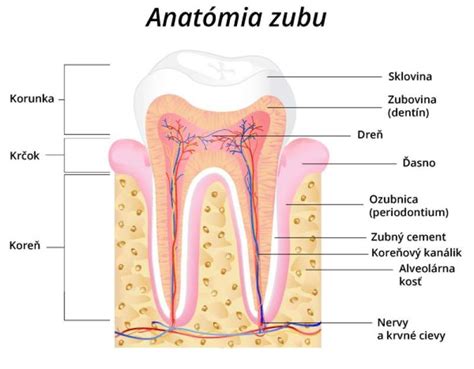 Anatómia zuba a čeľusti s okosticou