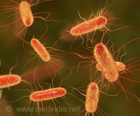 Mikroskopický obraz kolónií Escherichia coli