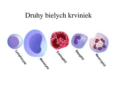 Mikroskopický pohľad na rôzne druhy bielych krviniek