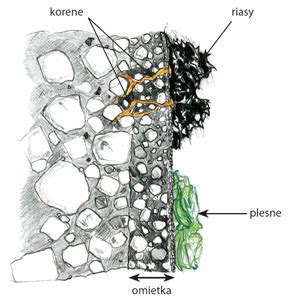 Ilustrácia rastu plesní a rias na fasáde