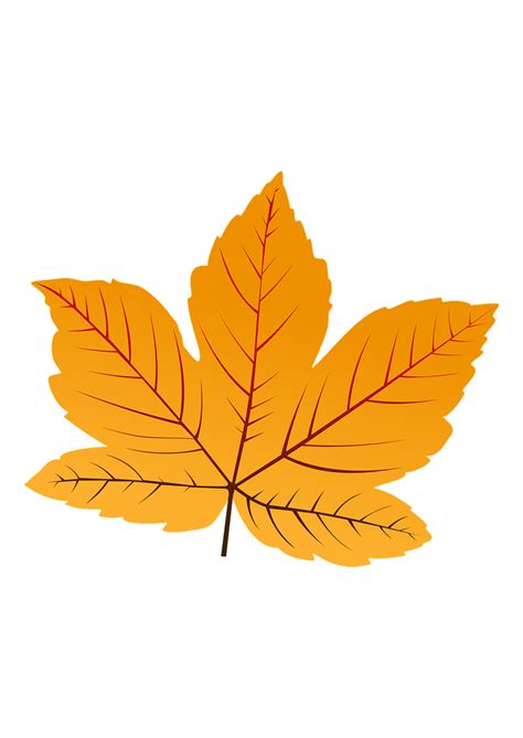 Obrázok kapustného listu pripraveného na obklad