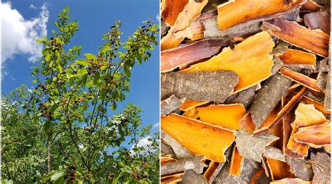 Zber kôry z mladého stromu