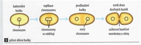 Schéma delenia ľahkých obvodových plášťov