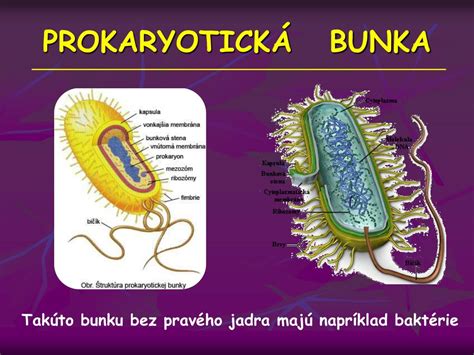 Porovnanie štruktúry otvorených a uzavretých buniek striekanej peny