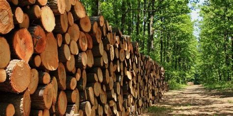 Druhy dreva a ich využitie