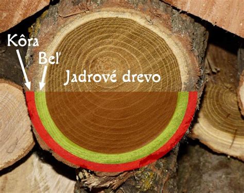 Štruktúra dreva s naznačeným prienikom ochranného náteru