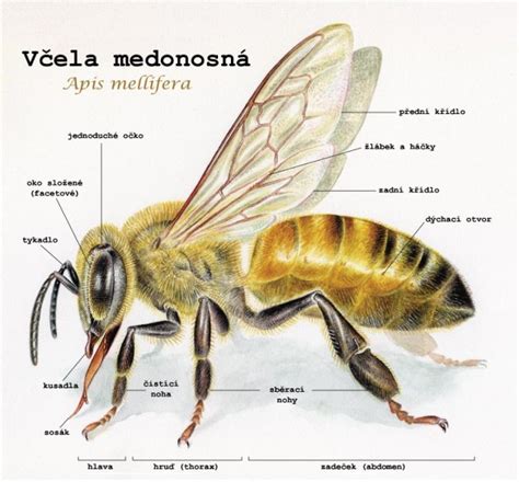 Detail žihadla včely a osy