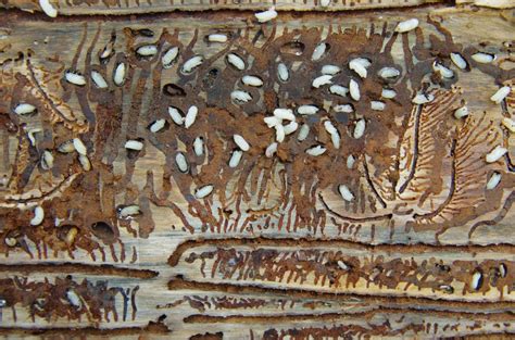 Poškodené drevo hnilobou a hmyzom