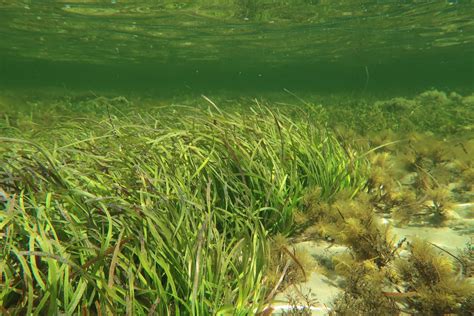 Vedci skúmajúci morskú trávu Posidonia australis