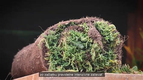 Postup vytvorenia vzoru dreva silikónovou matricou