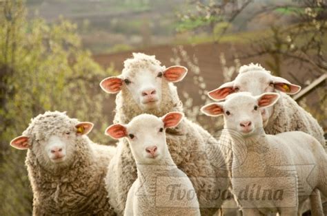Ovce plemena merino na pastve