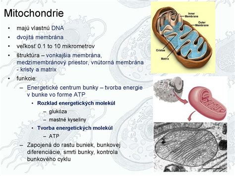 Schéma dvojitej špirály DNA a bunkové jadro