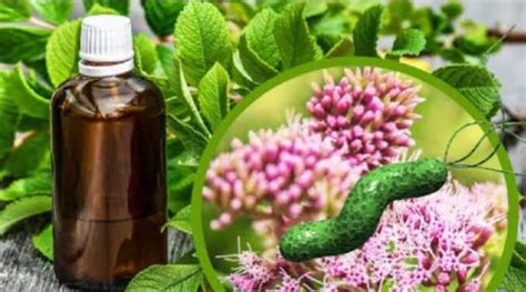 Prírodné prostriedky proti plesniam