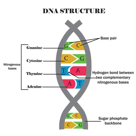 schéma kondenzácie DNA do nukleozómov
